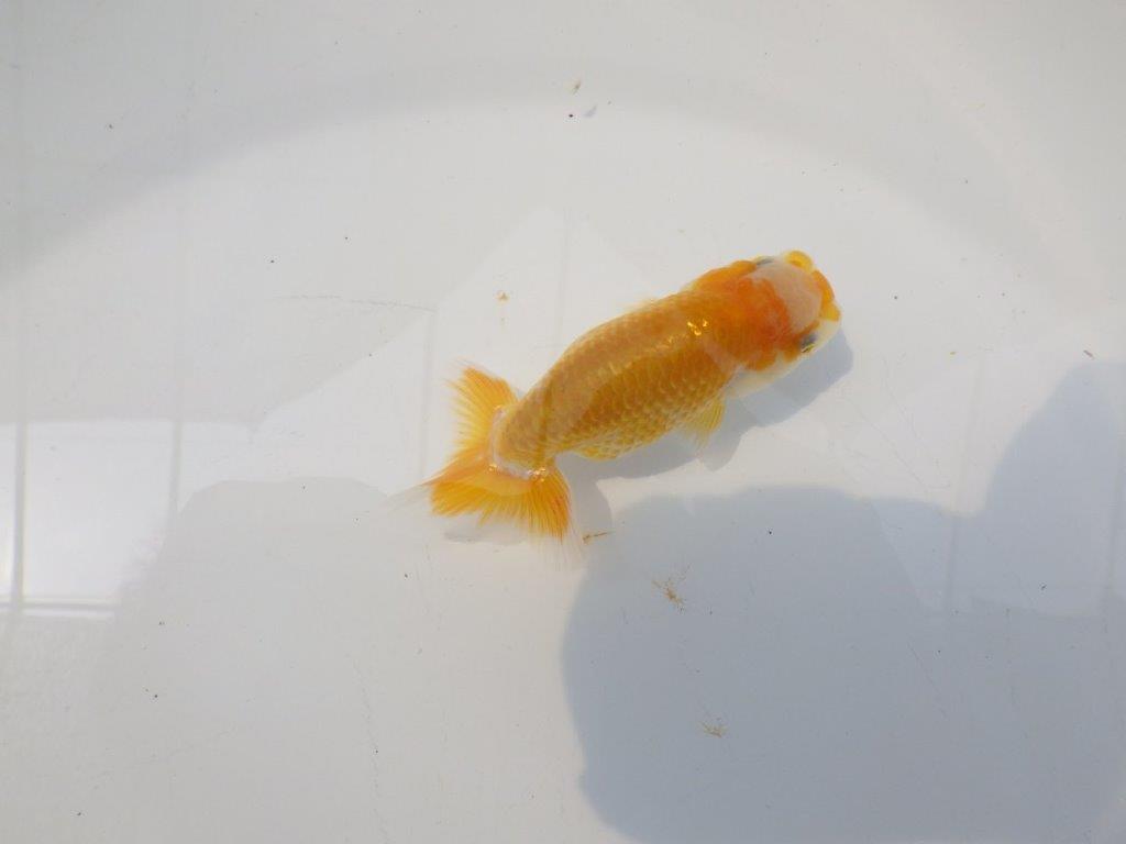 【愛知超優良系統 】非常に綺麗な模様が楽しめる 当歳らんちゅう約9cm