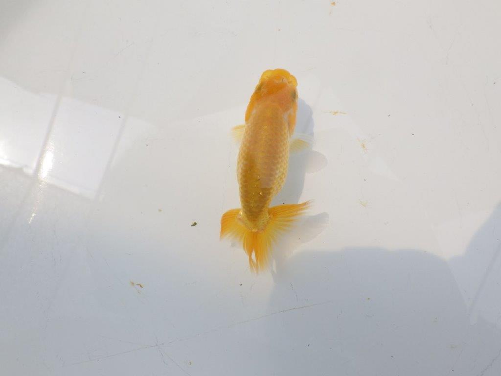 【愛知超優良系統 】非常に美しい更紗 当歳らんちゅう約8,5cm