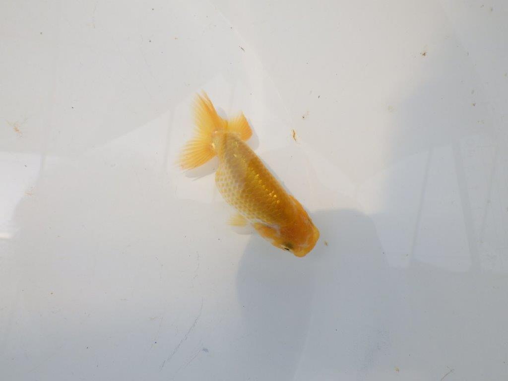 【愛知超優良系統 】非常に美しい更紗 当歳らんちゅう約8,5cm