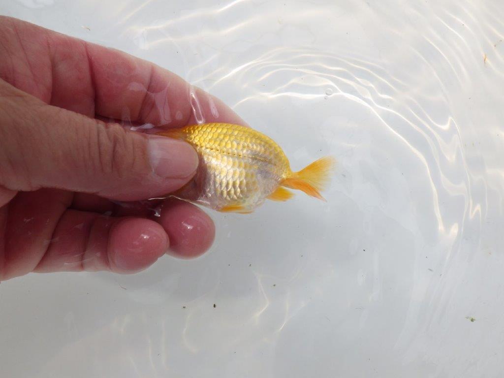 【愛知超優良系統 】非常に美しい更紗 当歳らんちゅう約8,5cm