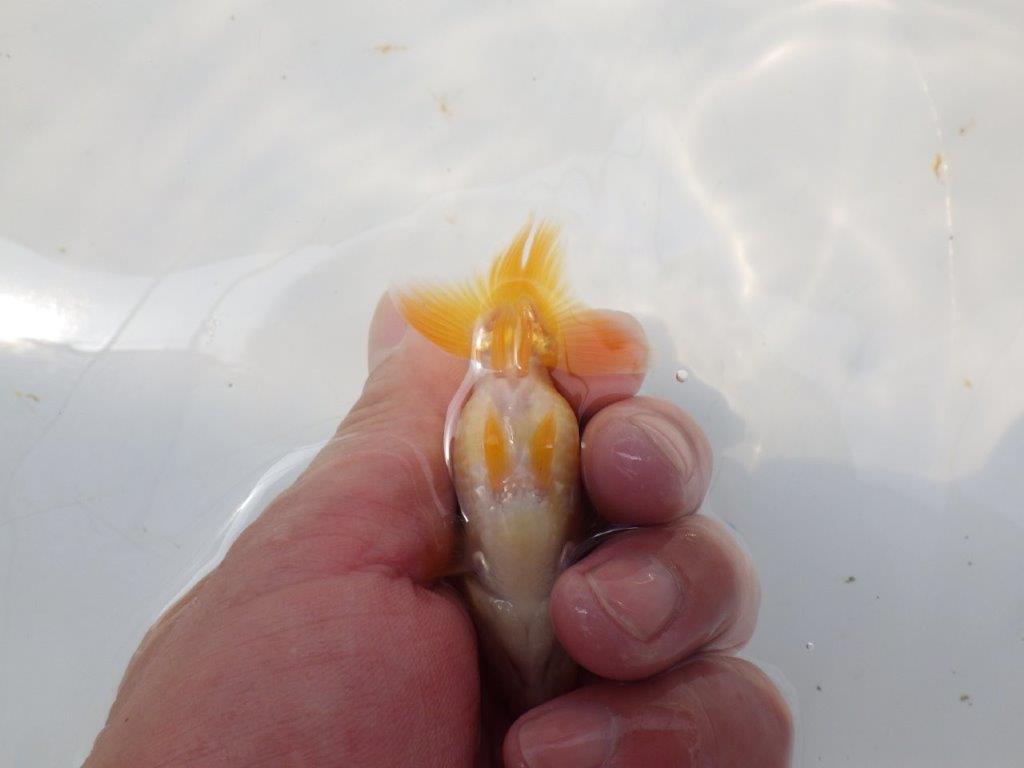 【愛知超優良系統 】非常に美しい更紗 当歳らんちゅう約8,5cm