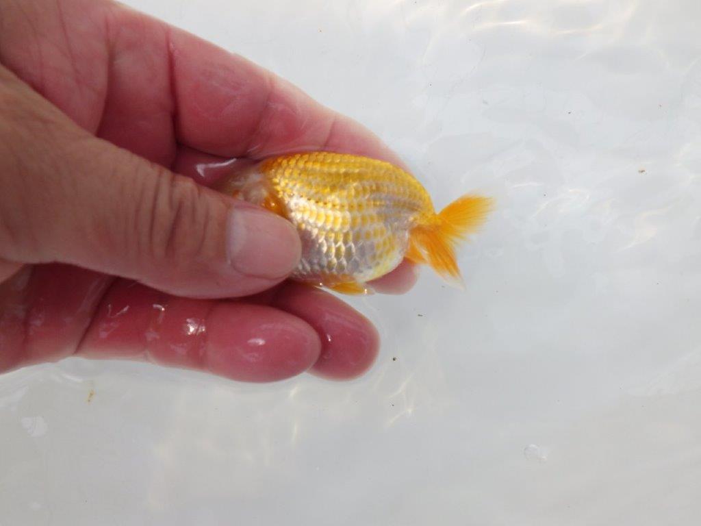 【愛知超優良系統 】上物更紗 当歳らんちゅう約8,5cm