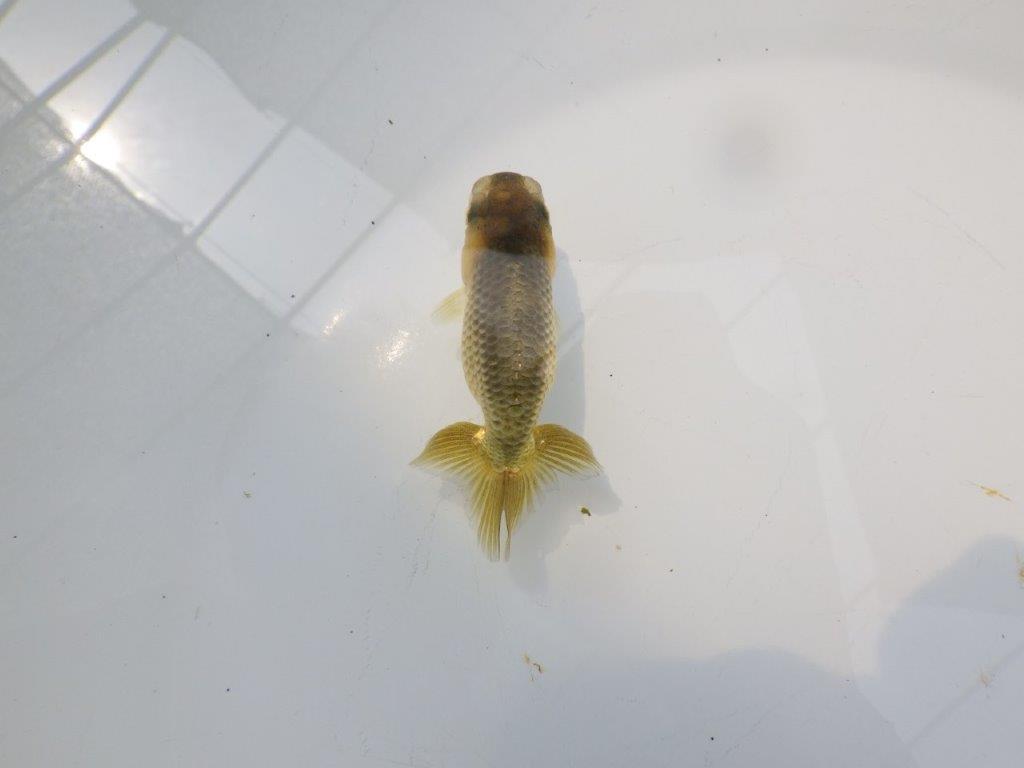 【愛知超優良系統 】色変わりが楽しめる黒仔　当歳らんちゅう約8,5cm