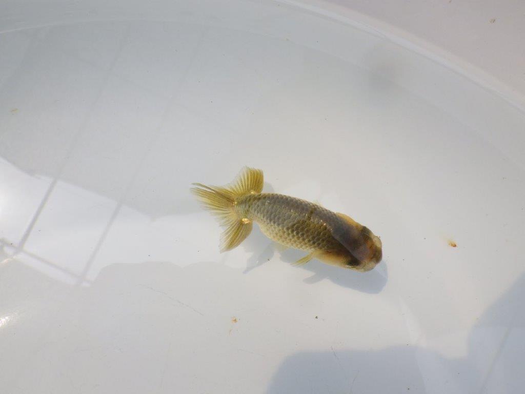 【愛知超優良系統 】色変わりが楽しめる黒仔　当歳らんちゅう約8,5cm