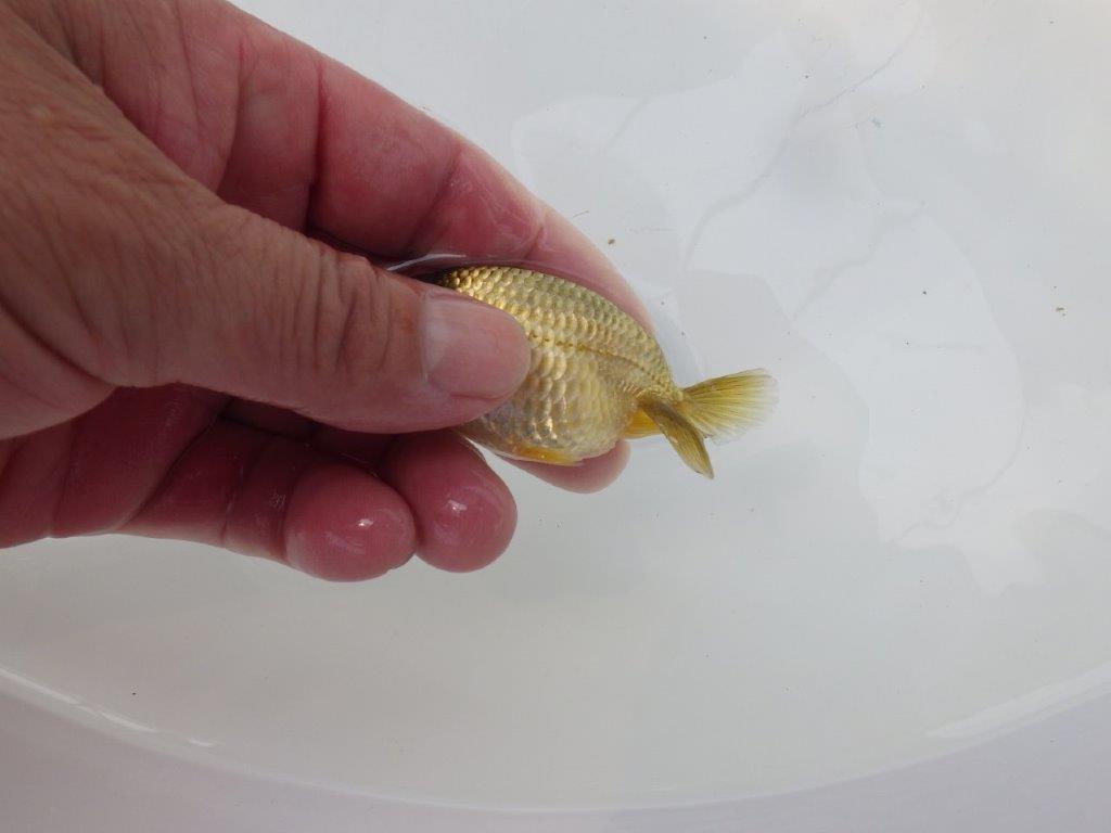 【愛知超優良系統 】色変わりが楽しめる黒仔　当歳らんちゅう約8,5cm