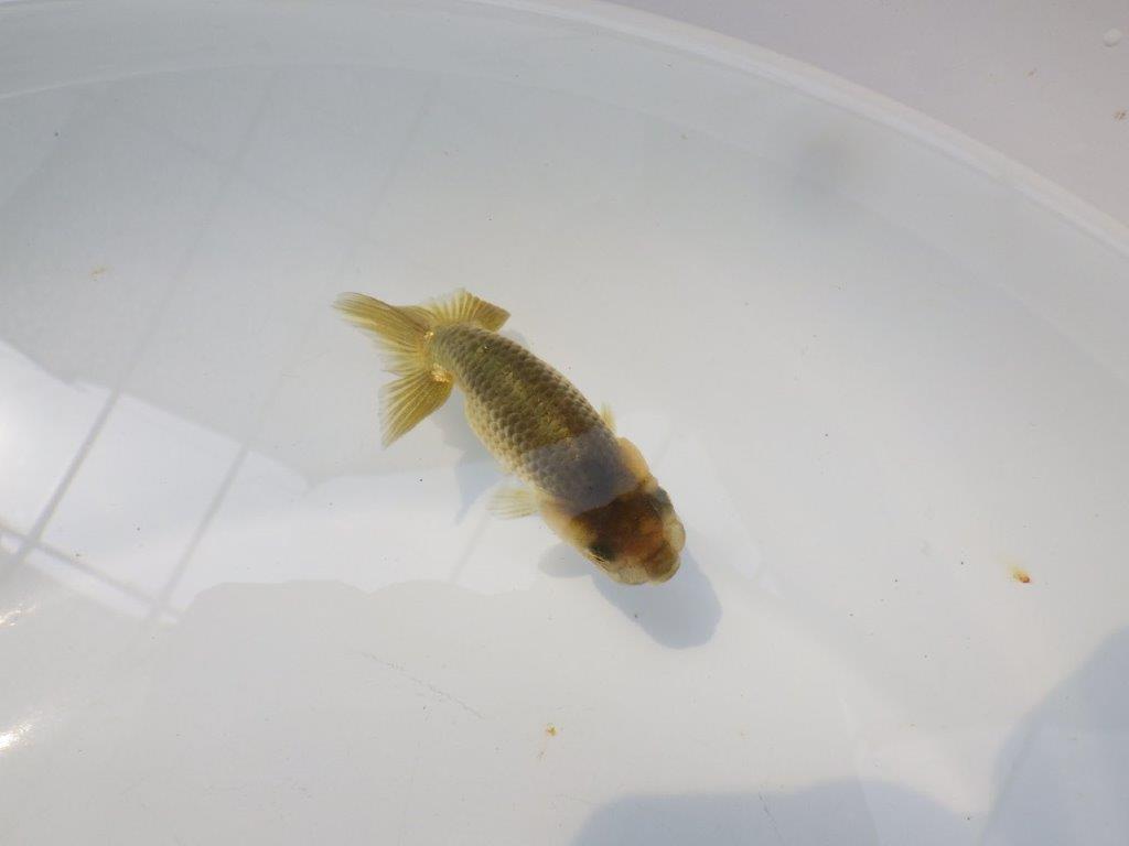 【愛知超優良系統 】色変わりが楽しめる黒仔　当歳らんちゅう約8,5cm
