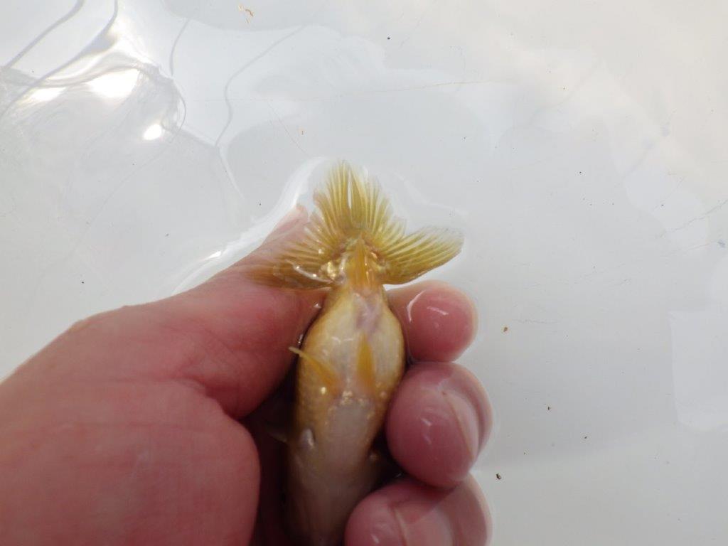 【愛知超優良系統 】色変わりが楽しめる黒仔　当歳らんちゅう約8,5cm
