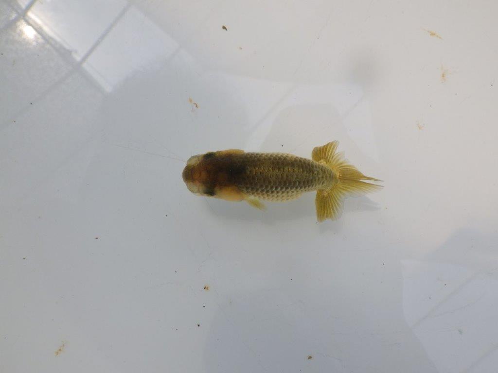 【愛知超優良系統 】色変わりが楽しめる黒仔　当歳らんちゅう約8,5cm