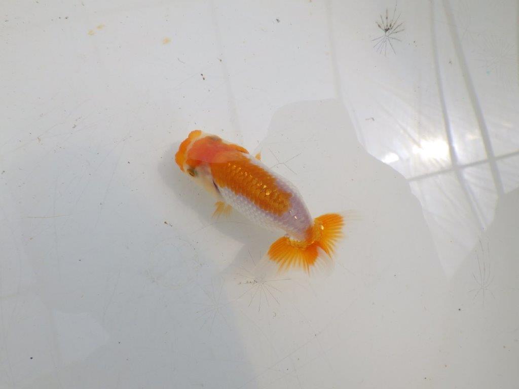 【全国大会東大関獲得ブリーダー】フンタンの発育が良い当歳らんちゅう約8,5cm