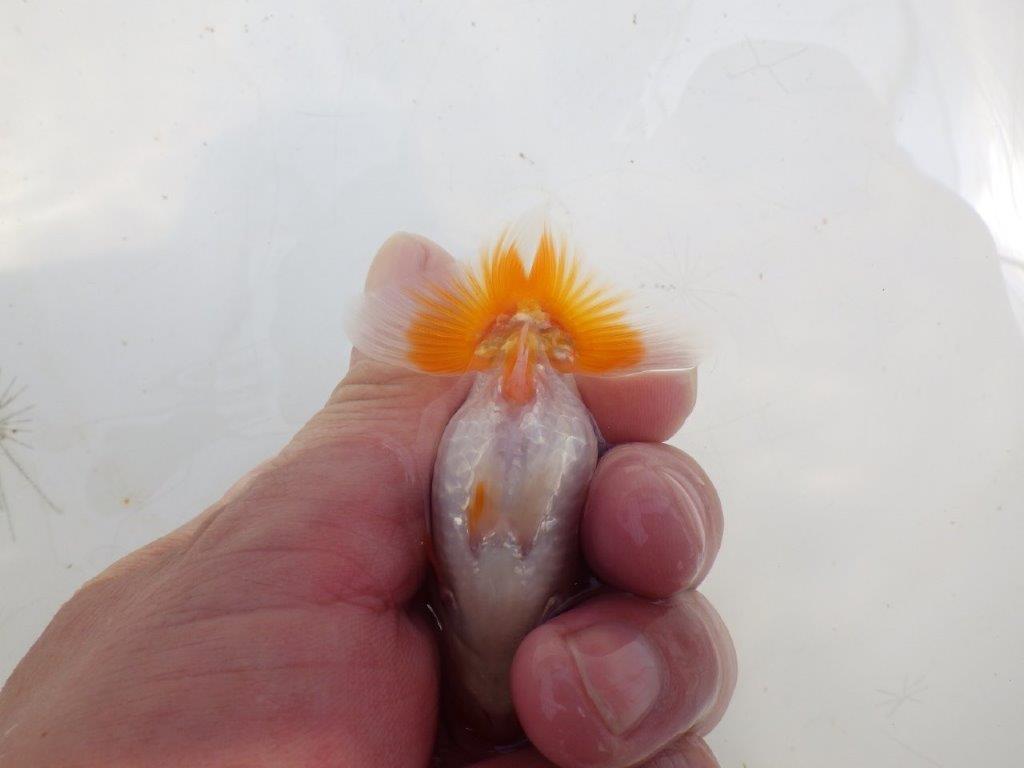 【全国大会東大関獲得ブリーダー】フンタンの発育が良い当歳らんちゅう約8,5cm