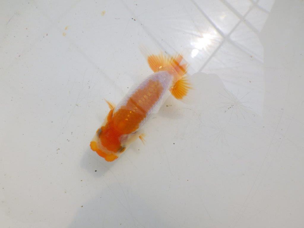 【全国大会東大関獲得ブリーダー】フンタンの発育が良い当歳らんちゅう約8,5cmの上身