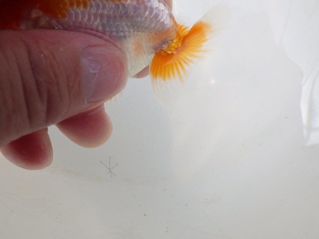 【全国大会東大関獲得ブリーダー】フンタンの発育が良い当歳らんちゅう約8,5cm