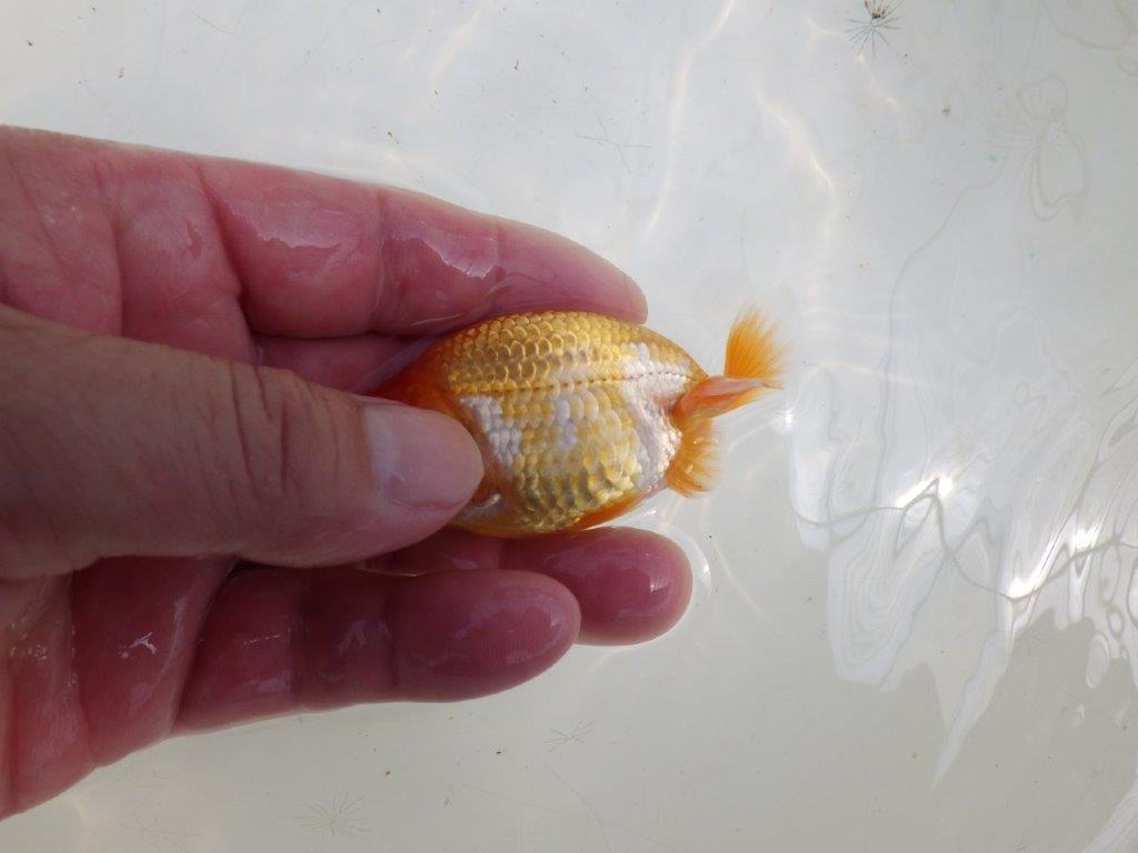 【全国大会東大関獲得ブリーダー 】素晴らしいフンタンの当歳らんちゅう約8,5㎝