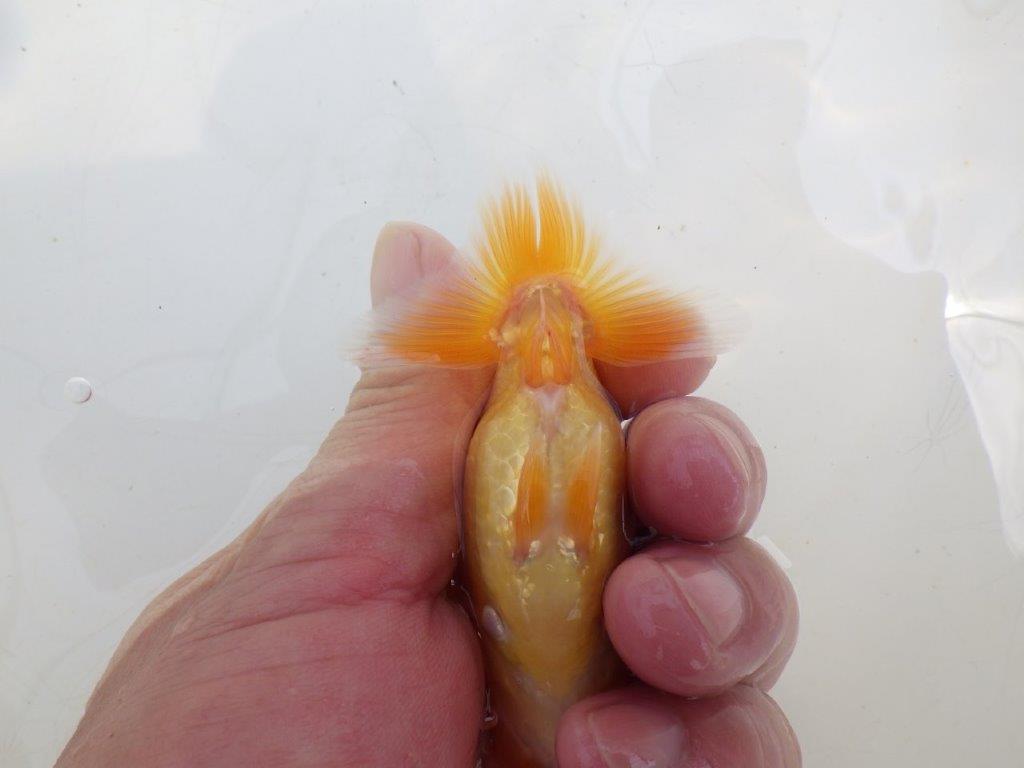 【全国大会東大関獲得ブリーダー 】頭が良く背も綺麗な当歳らんちゅう約9㎝