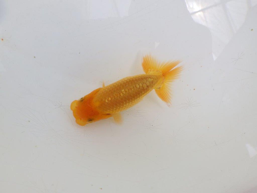 【全国大会東大関獲得ブリーダー 】頭が良く背も綺麗な当歳らんちゅう約9㎝
