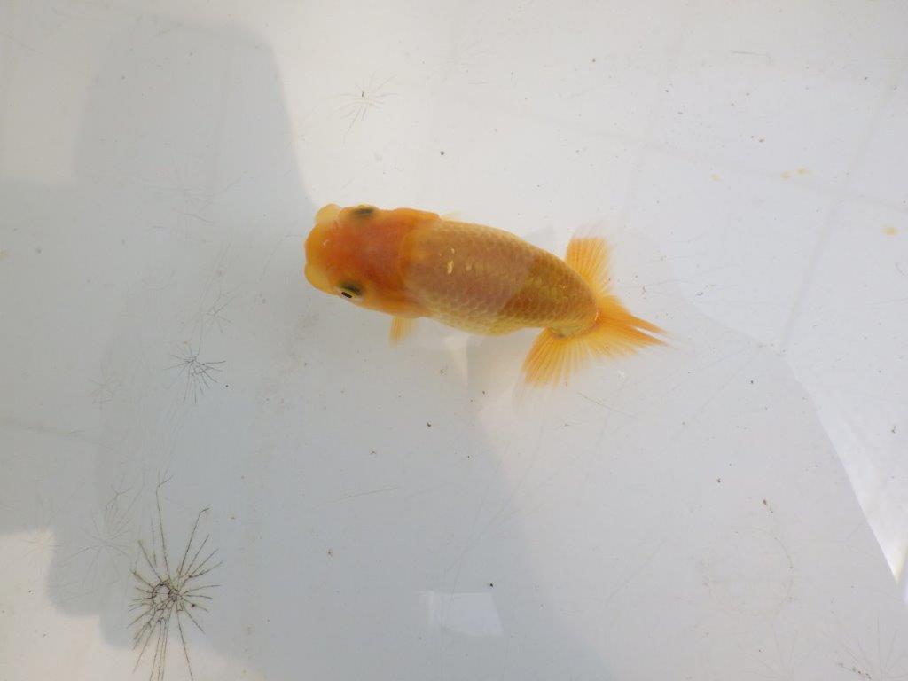 【全国大会東大関獲得ブリーダー】頭・尾型が良い当歳らんちゅう約8cm