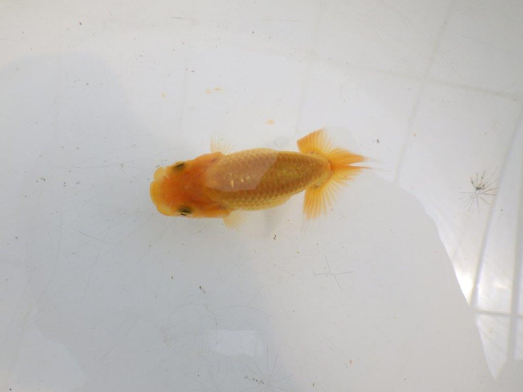 【全国大会東大関獲得ブリーダー】頭・尾型が良い当歳らんちゅう約8cm