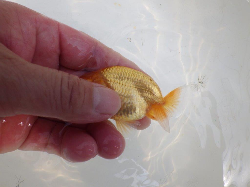 【全国大会東大関獲得ブリーダー】頭・尾型が良い当歳らんちゅう約8cm