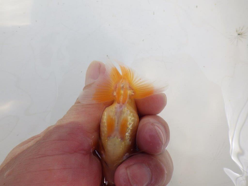 【全国大会東大関獲得ブリーダー】頭・尾型が良い当歳らんちゅう約8cm