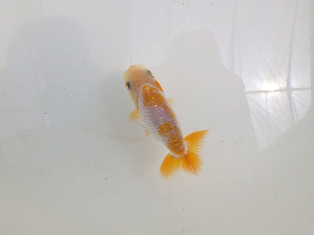 【全国大会東大関獲得ブリーダー 】綺麗な更紗!当歳らんちゅう約8,5㎝