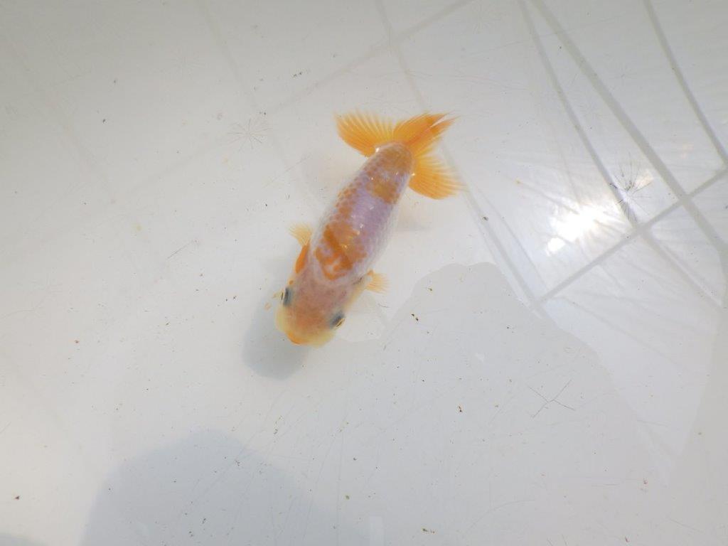 【全国大会東大関獲得ブリーダー 】綺麗な更紗!当歳らんちゅう約8,5㎝