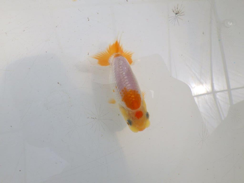 【全国大会東大関獲得ブリーダー 】背、腰も綺麗で水槽映え当歳らんちゅう約8㎝
