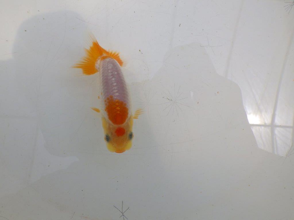 【全国大会東大関獲得ブリーダー 】背、腰も綺麗で水槽映え当歳らんちゅう約8㎝