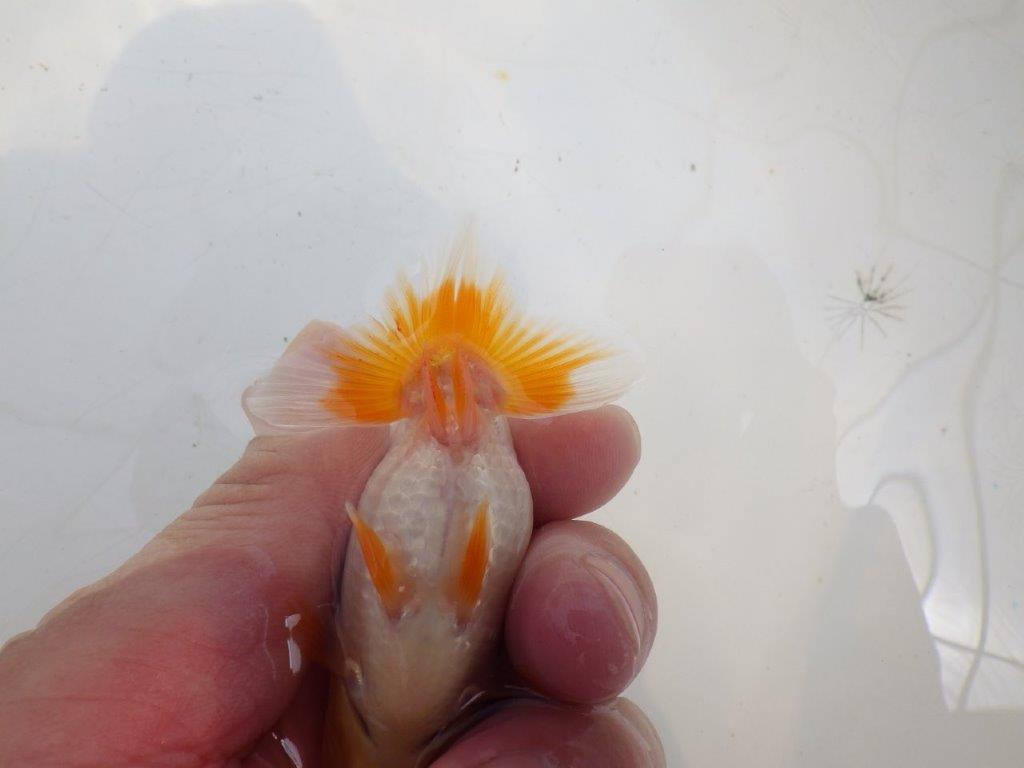 【全国大会東大関獲得ブリーダー 】背、腰も綺麗で水槽映え当歳らんちゅう約8㎝