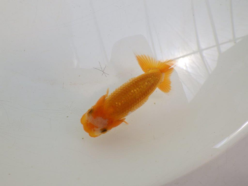 【全国大会東大関獲得ブリーダー 】幅があり魅力ある当歳らんちゅう約9㎝