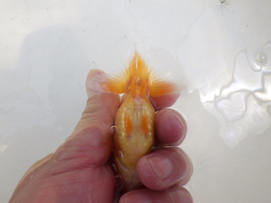 【全国大会東大関獲得ブリーダー 】研究会など楽しみがある当歳らんちゅうA約9㎝