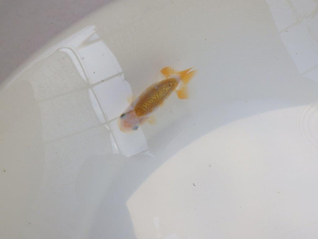 【逸品当歳らんちゅう】愛知超優良系統様作　背、尾型、柄が良いです！　約8ｃｍ前後