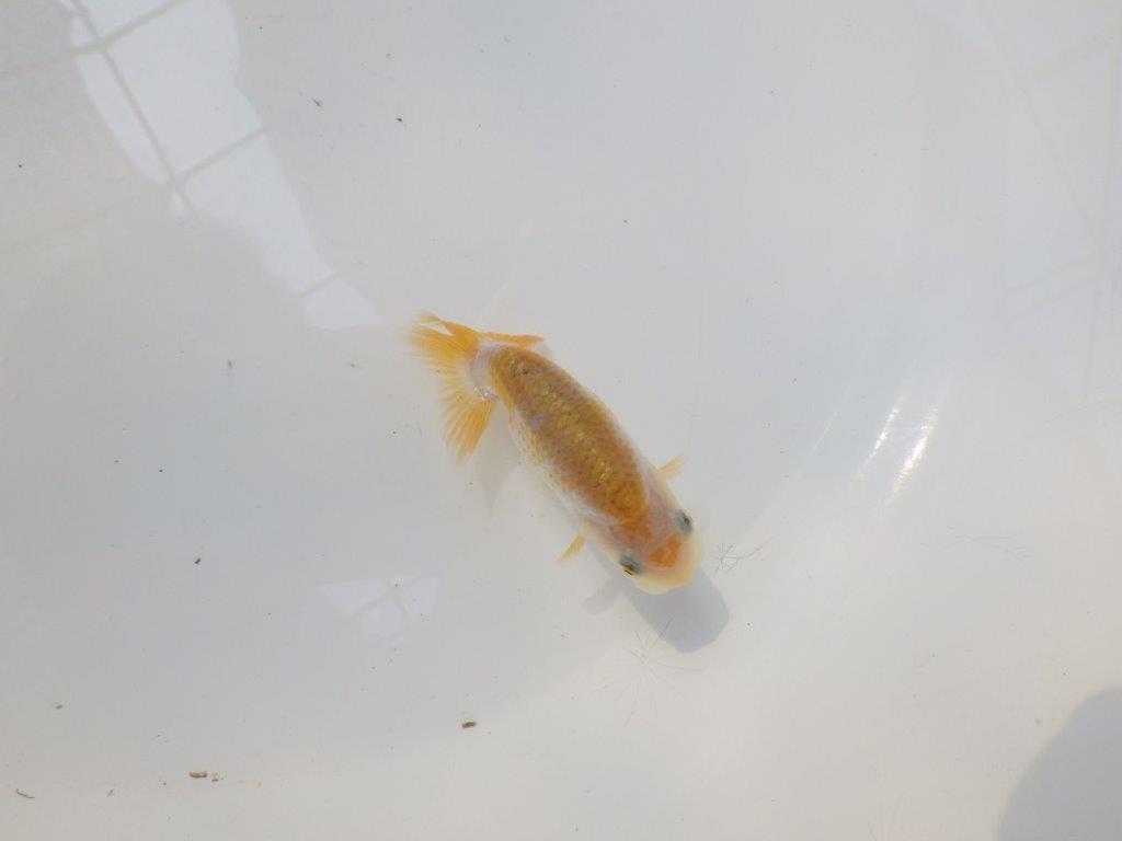 【逸品当歳らんちゅう】愛知超優良系統様作　背、尾型、柄が良いです！　約8ｃｍ前後