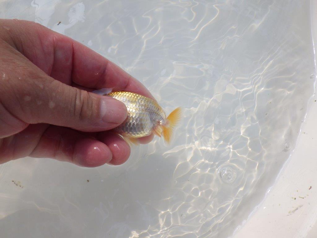 【逸品当歳らんちゅう】愛知超優良系統様作　背、尾型、柄が良いです！　約8ｃｍ前後