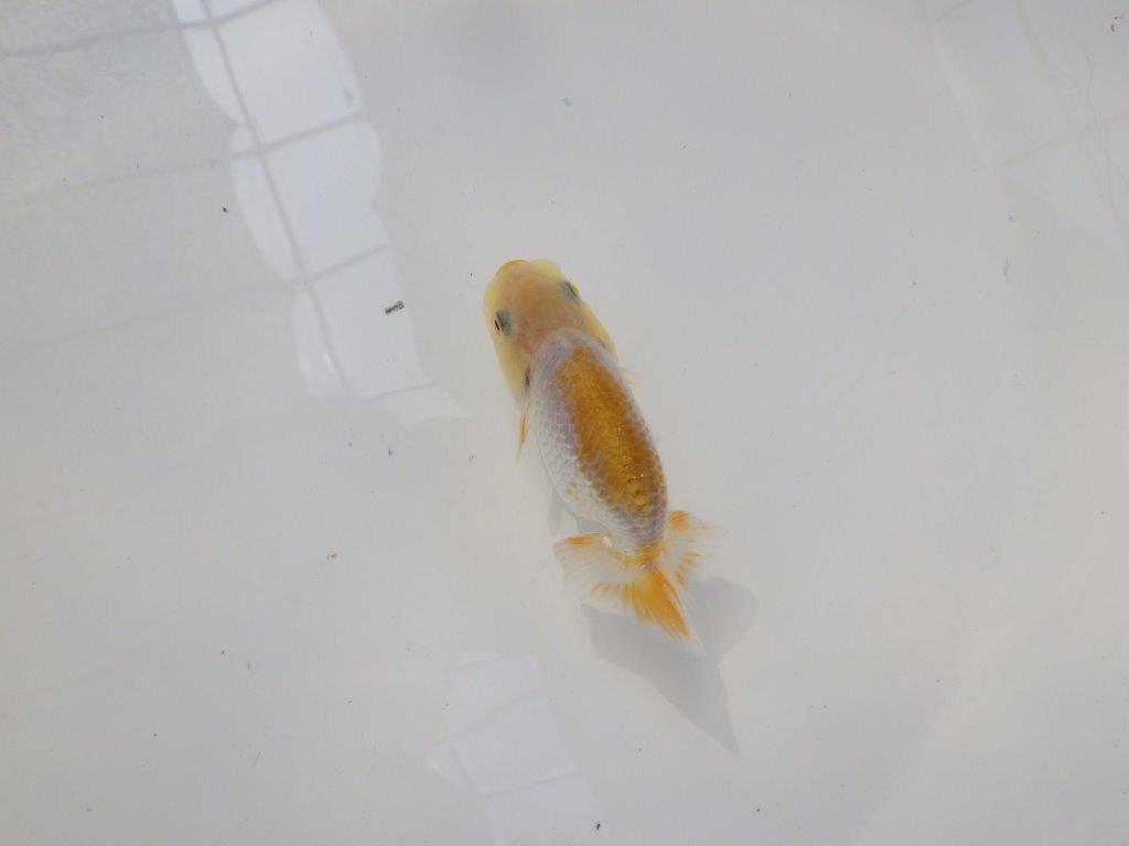 【逸品当歳らんちゅう】愛知超優良系統様作　味のある尾型、構え　約8,5ｃｍ前後