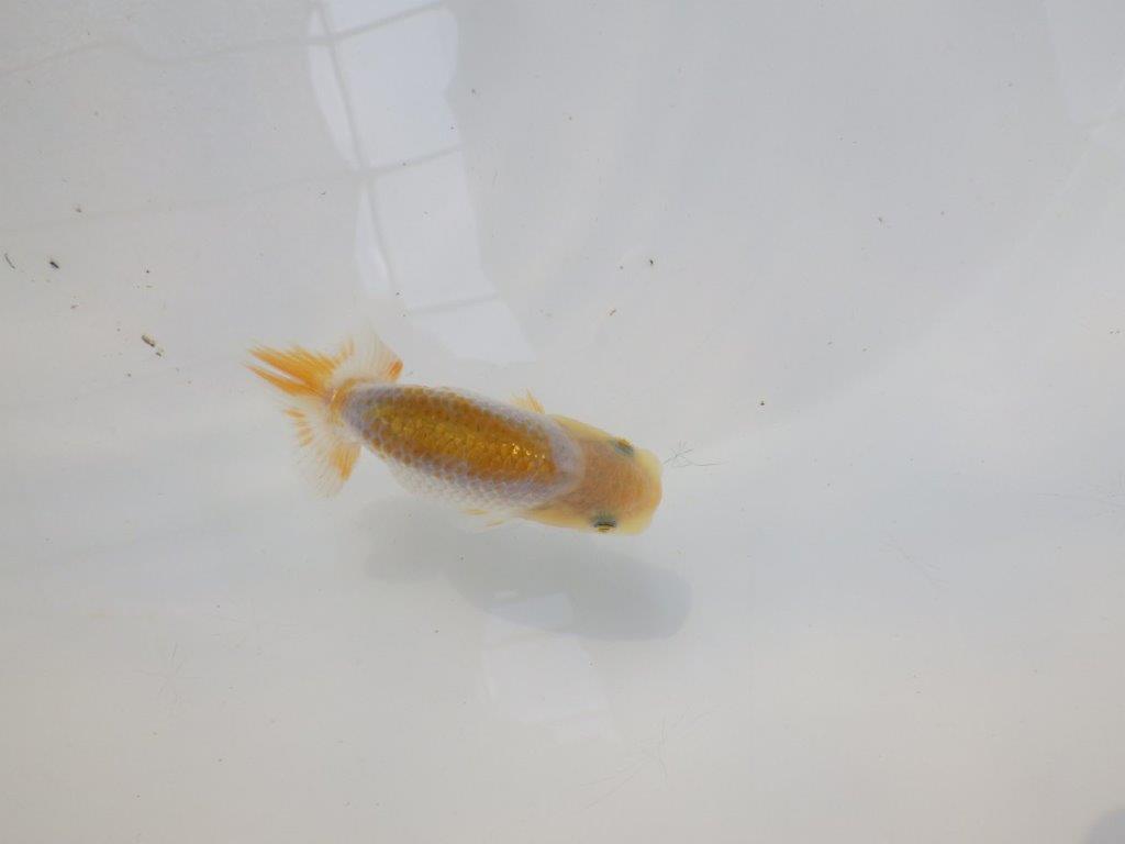 【逸品当歳らんちゅう】愛知超優良系統様作　味のある尾型、構え　約8,5ｃｍ前後の上身