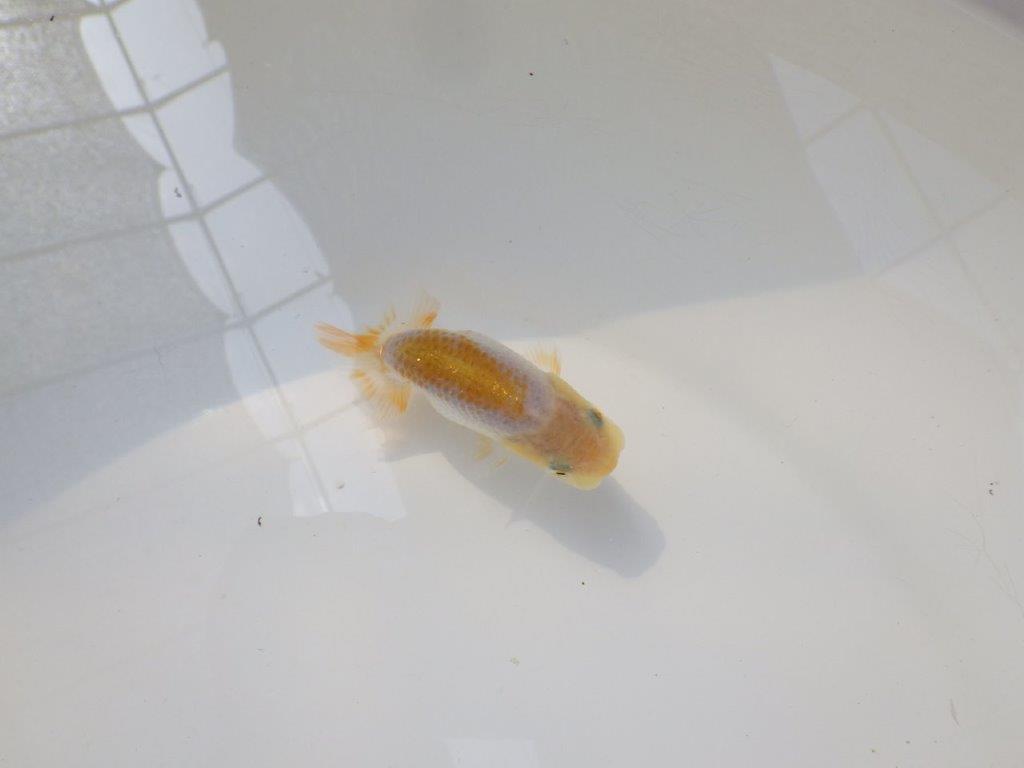 【逸品当歳らんちゅう】愛知超優良系統様作　味のある尾型、構え　約8,5ｃｍ前後