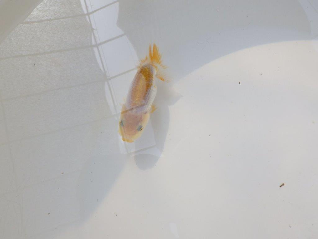 【逸品当歳らんちゅう】愛知超優良系統様作　味のある尾型、構え　約8,5ｃｍ前後