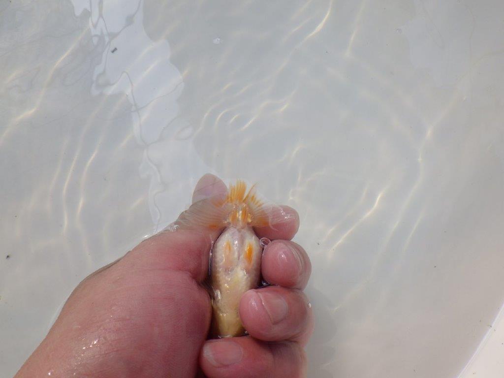 【逸品当歳らんちゅう】愛知超優良系統様作　味のある尾型、構え　約8,5ｃｍ前後