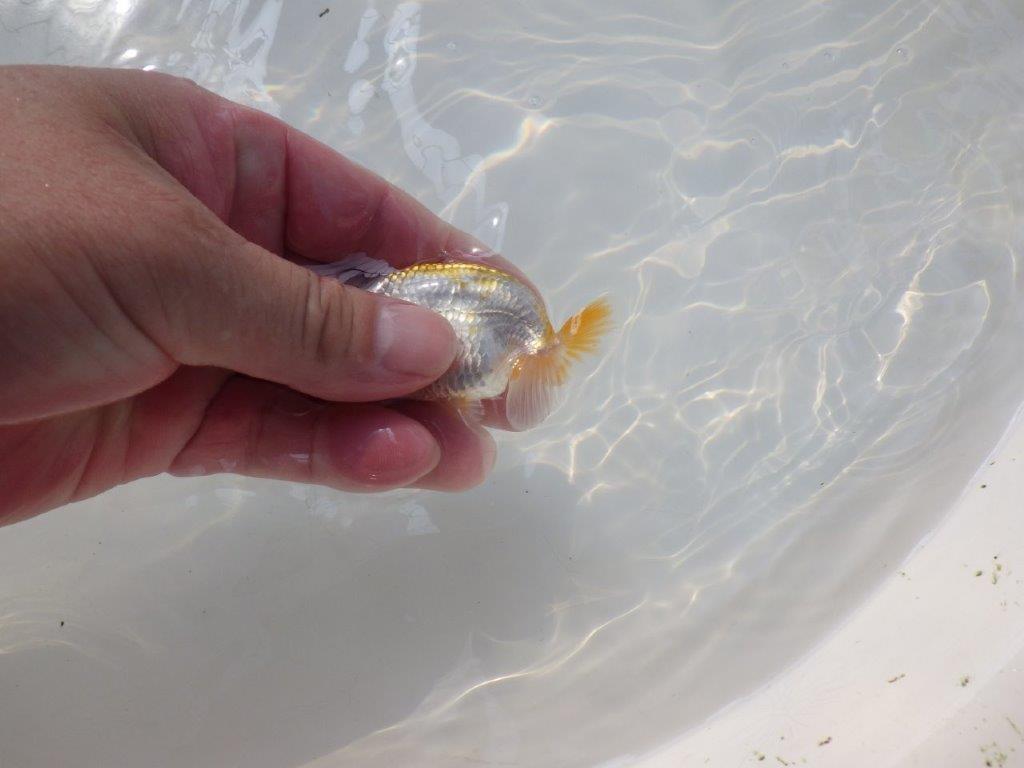 【逸品当歳らんちゅう】愛知超優良系統様作　味のある尾型、構え　約8,5ｃｍ前後