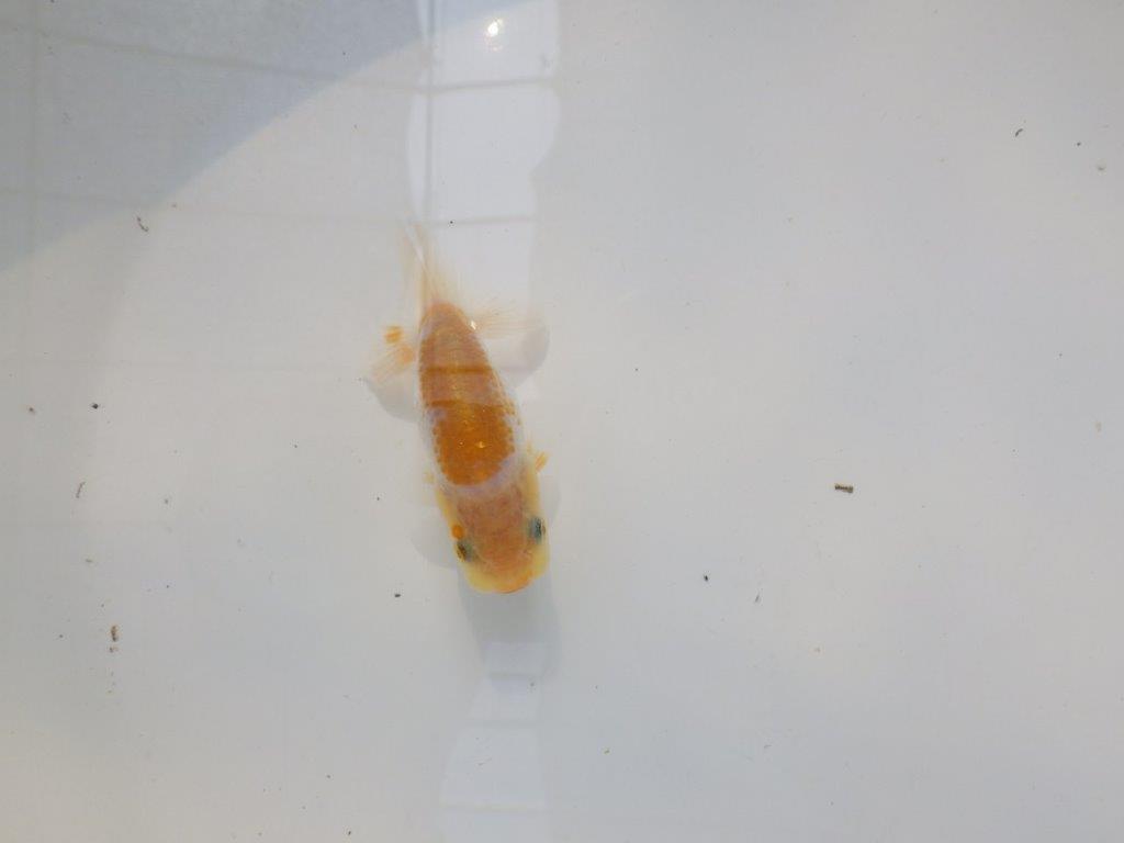 【逸品当歳らんちゅう】愛知超優良系統様作　尾型、構え抜群！　約8ｃｍ前後