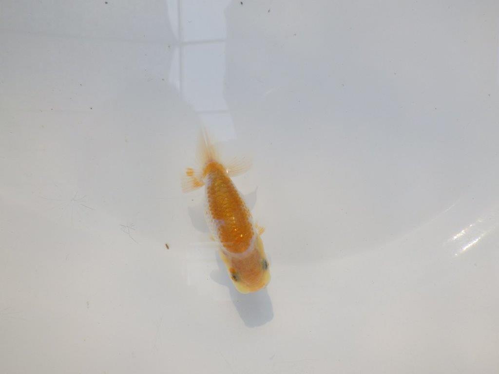 【逸品当歳らんちゅう】愛知超優良系統様作　尾型、構え抜群！　約8ｃｍ前後