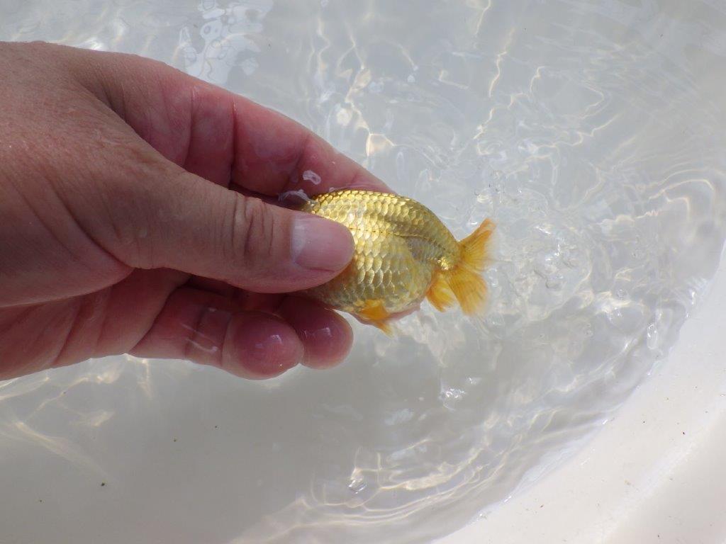 【逸品当歳らんちゅう】愛知超優良系統様作　飼い込みお勧めの一尾！　約9ｃｍ前後