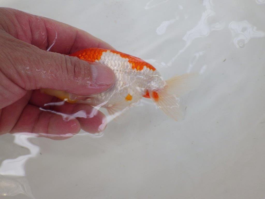 【なおちん金魚氏】白地に赤が映える更紗二歳らんちゅう約12㎝オス