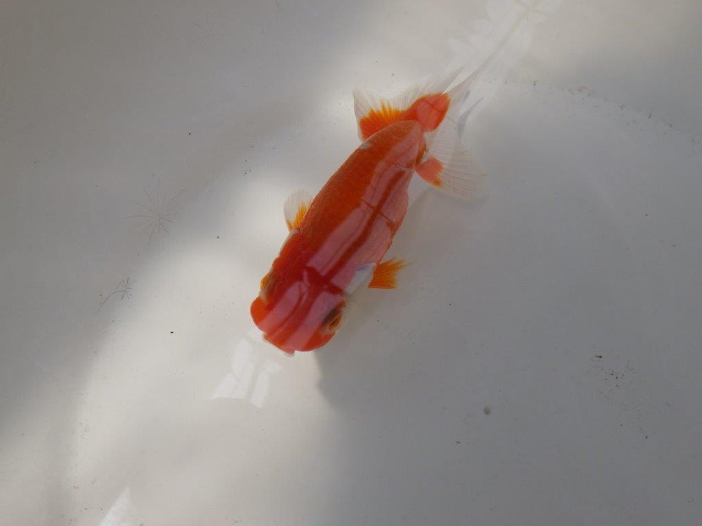 【なおちん金魚氏】少し変わった柄が楽しめる二歳らんちゅう約12㎝オス