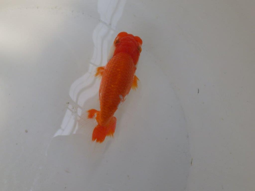 【なおちん金魚氏】少し変わった柄が楽しめる二歳らんちゅう約12㎝オス