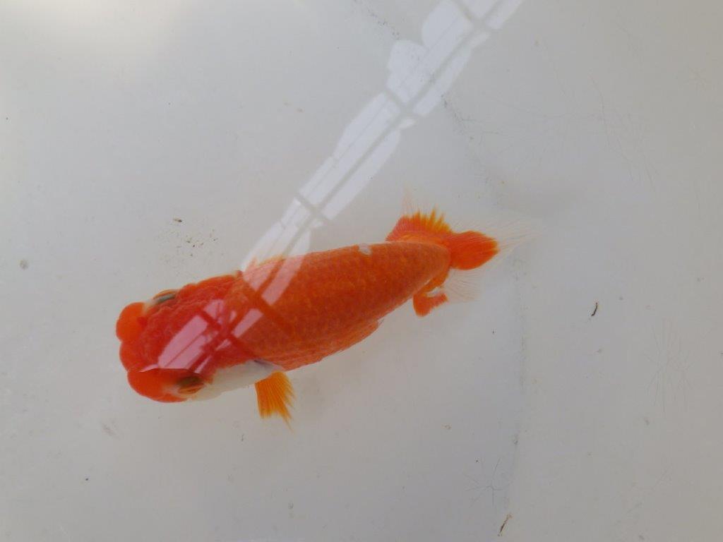 【なおちん金魚氏】少し変わった柄が楽しめる二歳らんちゅう約12㎝オス