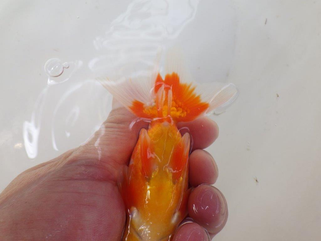 【なおちん金魚氏】少し変わった柄が楽しめる二歳らんちゅう約12㎝オス