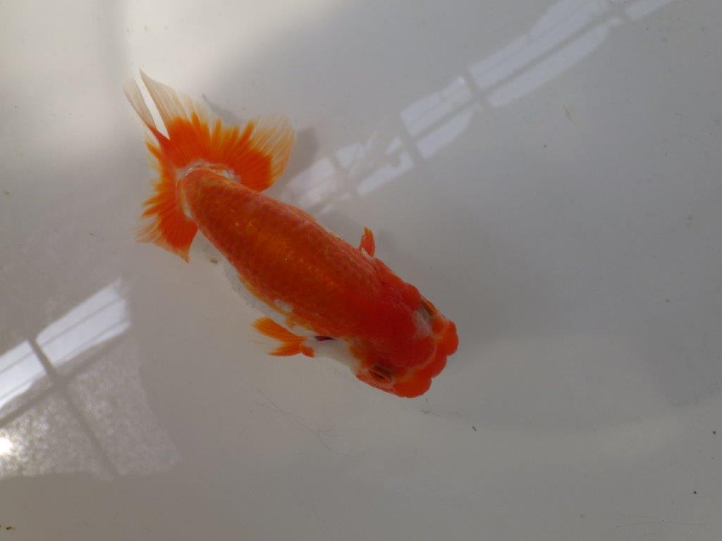 【なおちん金魚氏】上見も横見も楽しめる二歳らんちゅう約13㎝メス?