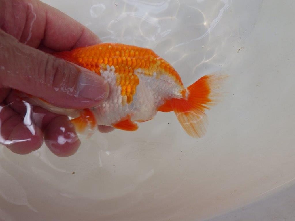 【なおちん金魚氏】上見も横見も楽しめる二歳らんちゅう約13㎝メス?