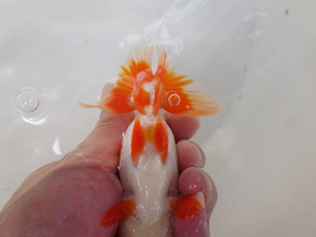 【なおちん金魚氏】上見も横見も楽しめる二歳らんちゅう約13㎝メス?